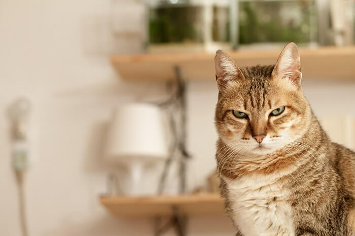 An image portraying an unhappy cat, with a downcast expression and possibly flattened ears, reflecting a mood of discontent or discomfort.