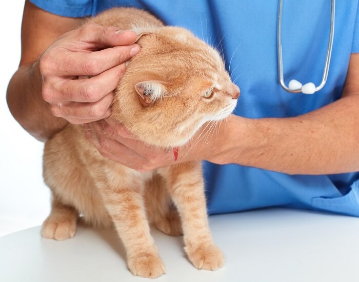 An orange cat being examined by a vet.