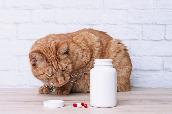 cat looking at the medicine container