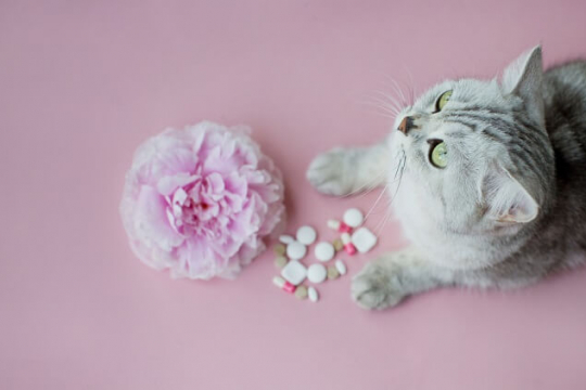 Amlodipine for Cats: Dosage, Safety & Side Effects