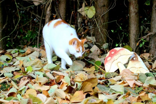 Mushroom Poisoning in Cats: Symptoms, Diagnosis & Treatment