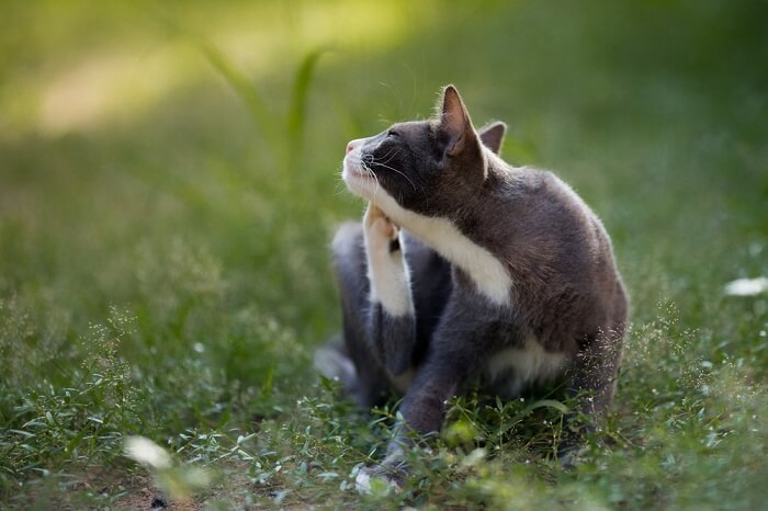 cat scratching itself