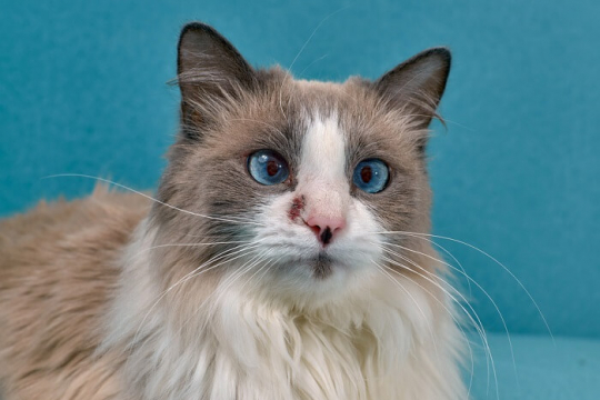 Apoquel for Cats: Dosage, Safety & Side Effects