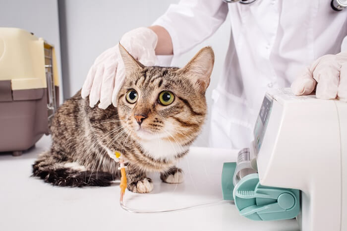how to treat lead poisoning in cats