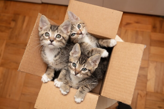 The Complete Guide To Fostering Cats