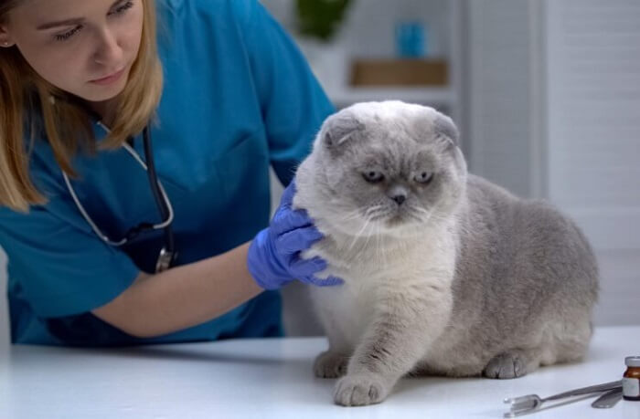 diagnosing lead poisoning in cats