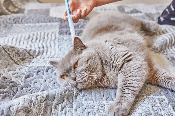 An image displaying the appropriate dosage information for Bravecto, a common flea and tick medication for cats