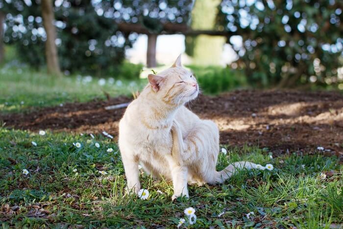 An image of a cat engaged in scratching