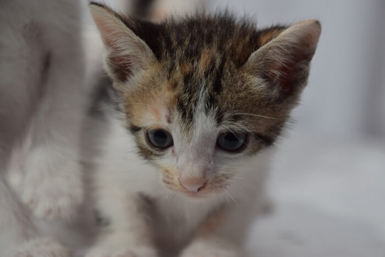 Amitriptyline for Cats: Dosage, Safety & Side Effects