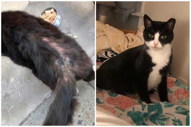 My baby Bucky had missing fur when I found her. She had also lost lots of weight, but four months later, the transformation is incredible. Plus, she has now officially taken over my bed!