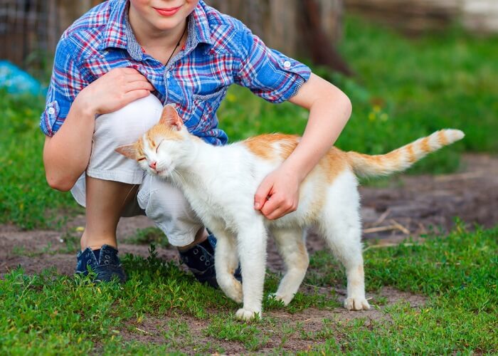 A cat rubbing its head affectionately against a person or object, expressing affection and marking its territory.