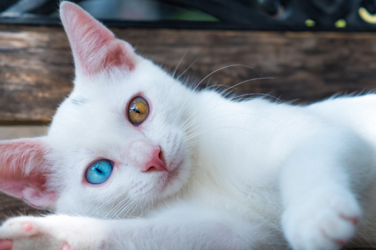 Heterochromia In Cats: Cats With Different Colored Eyes
