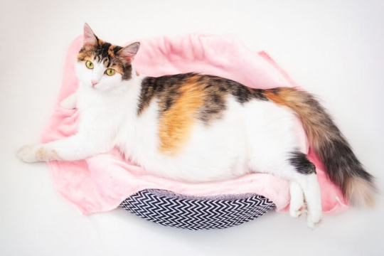 Cat Pregnancy: Behavior, Timeline, and Signs of Labor