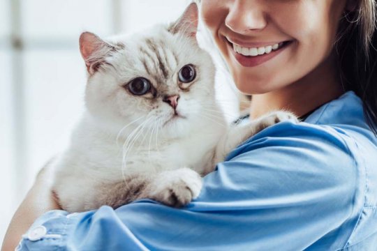 Buprenorphine for Cats: What It Does, Dosage & Side Effects