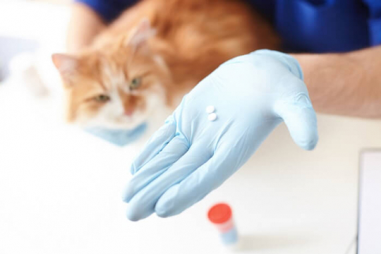 Budesonide for Cats: Dosage, Safety & Side Effects