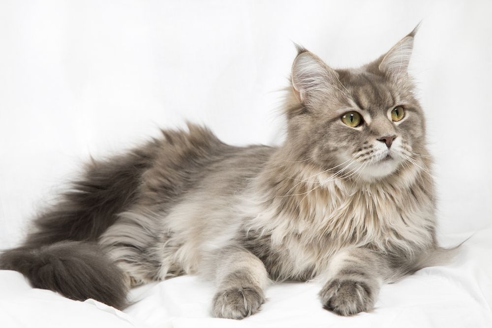 cat transformations before and after adoption