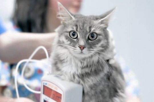 Cat Bloodwork (Types of Tests, Results and Costs)