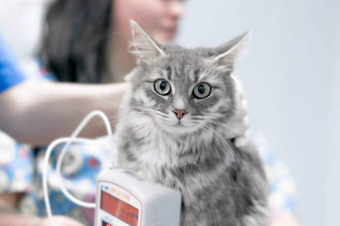 cat having its bloodwork done