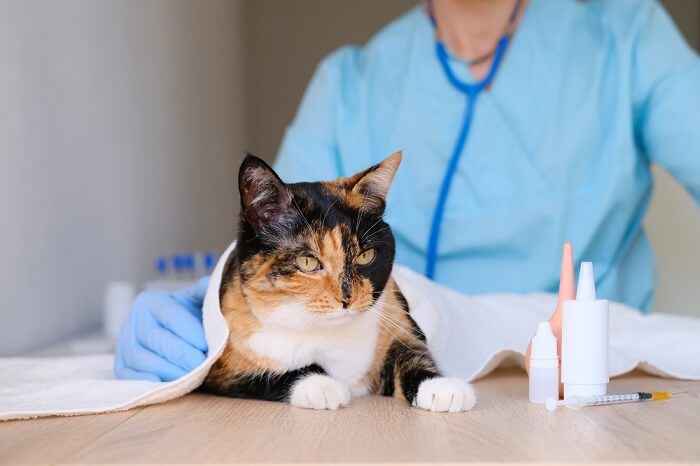 An image capturing a cat undergoing a thorough checkup, highlighting responsible pet care and regular veterinary visits.