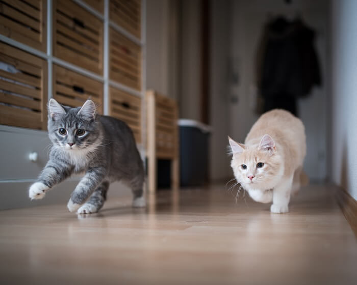 Cat running with speed and grace.