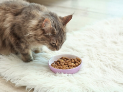 Maine Coon is eating Featured image