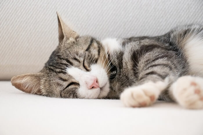 An adorable image capturing a serene moment of sleeping cats.