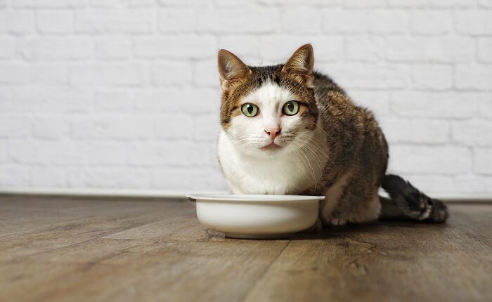 In this image, a cat is seen drinking broth