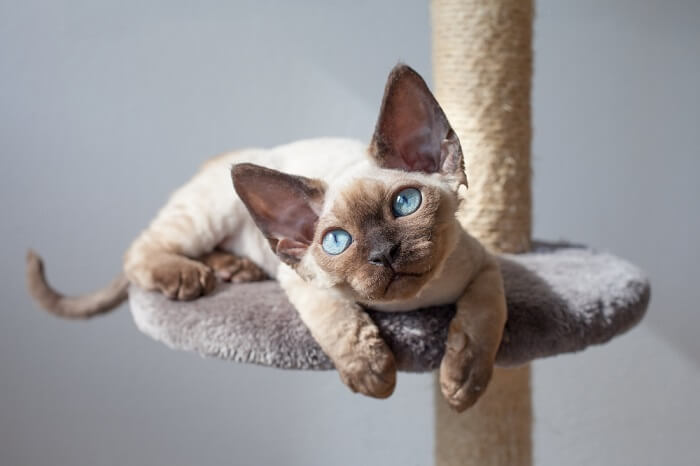 cat sitting on a cat scratching post