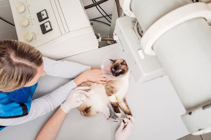 X-ray image of a cat, used for medical diagnosis and evaluation.