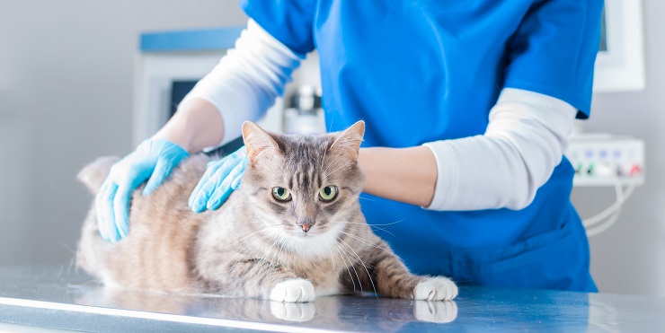 cat being examined by a vet