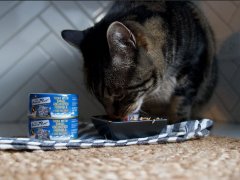 Fussie Cat Food Review Feature
