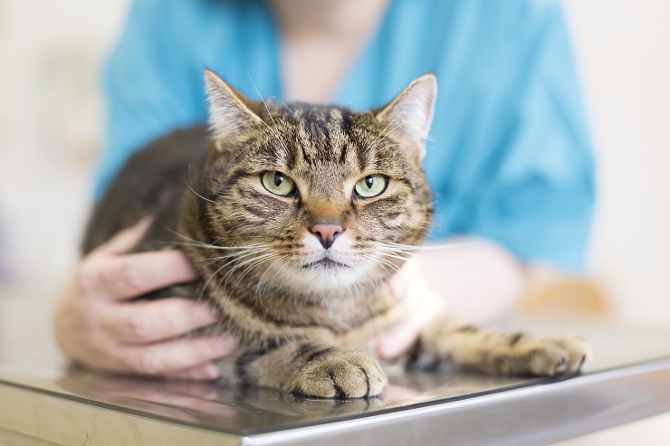 Image depicting a veterinarian interacting with a pet cat during a veterinary visit.