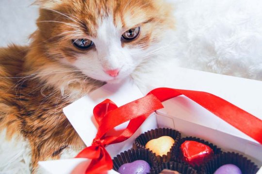 Chocolate Poisoning in Cats: Causes, Symptoms, & Treatment