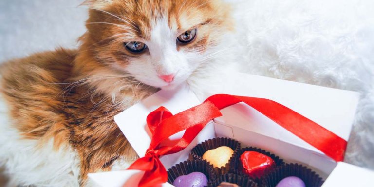 Chocolate Poisoning in Cats: Causes, Symptoms, & Treatment