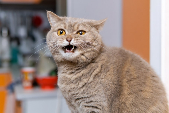 Why Does My Cat Have a Hoarse Meow?