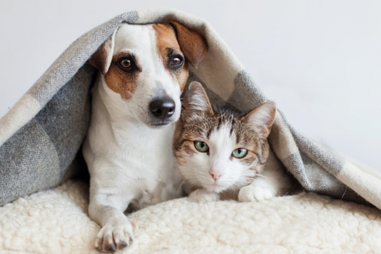 5 Heartwarming Cat and Dog Friendship Stories