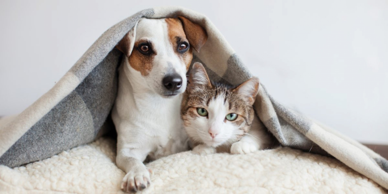 5 Heartwarming Cat and Dog Friendship Stories