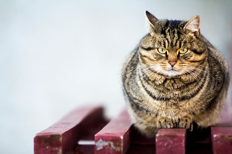 An overweight or obese cat, highlighting the issue of feline obesity and the importance of a healthy diet.