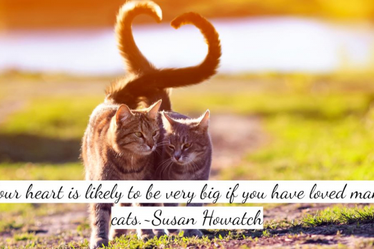 100 Most Popular Cat Love Quotes Of All Time