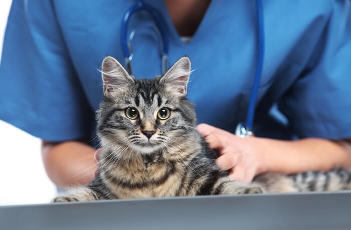 vet and cat
