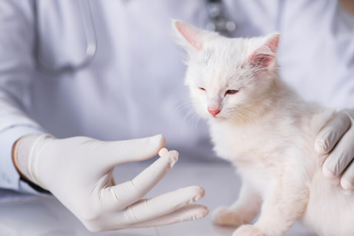 vet administering pill to the cat