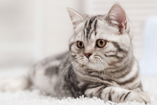 250 Coolest And Cutest Cat Names