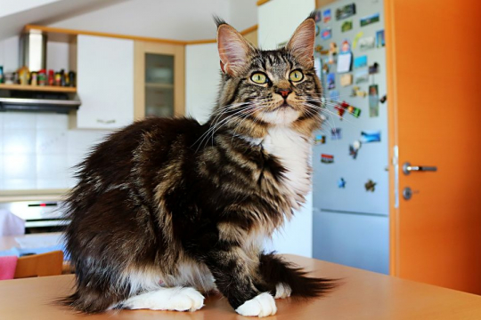 How To Deal With Food Aggression in Cats