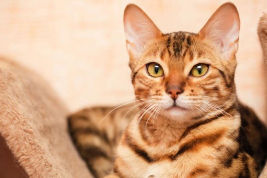 5 Important Facts To Keep In Mind Before Getting a Bengal Cat