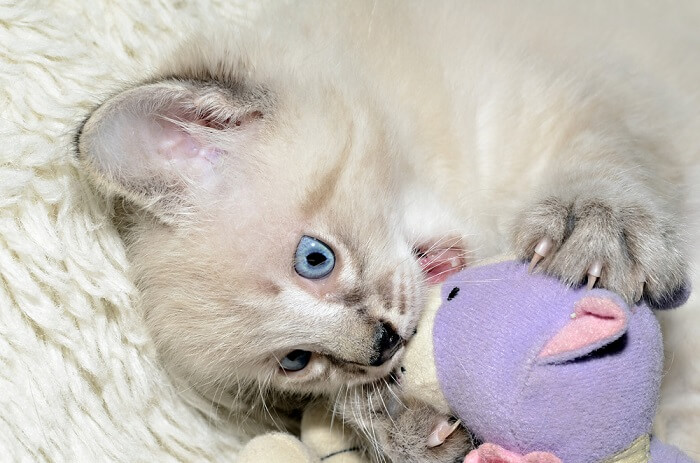 Image of a cat chewing on toys, demonstrating playfulness and interaction with objects for both entertainment and dental health.