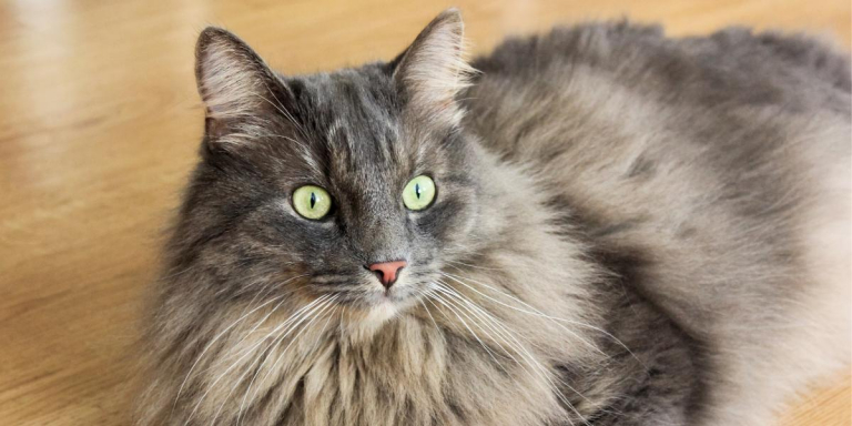 10 Fascinating Cat Brain Facts