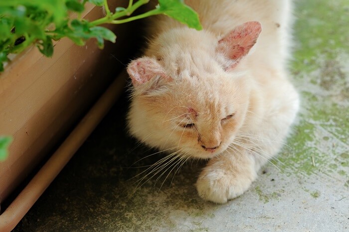 cat infected by a fungi