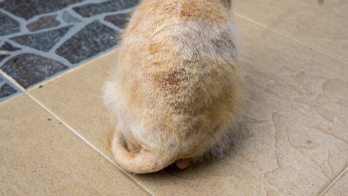 An image of a cat with a fungal skin infection, displaying patchy hair loss, redness, and flaky skin in the affected areas, highlighting the discomfort and medical concern for the cat's skin health.