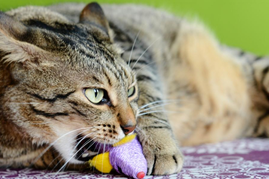 Why Do Cats Suckle? Top 6 Causes of Suckling In Cats