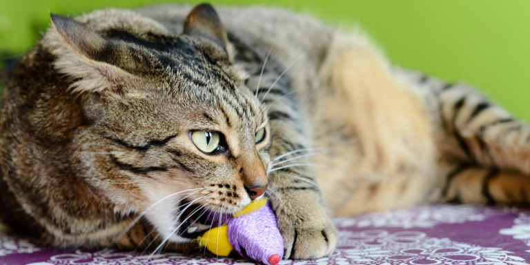 Why Do Cats Suckle? Top 6 Causes of Suckling In Cats